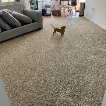 Carpet Police - My pups inspecting the fresh carpet - Carpet Cleaning Near Me - Tucson, Arizona
