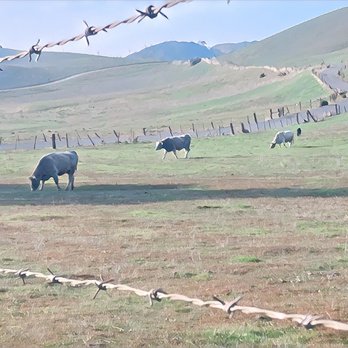 Ed R. Levin County Park - Ed R. Levin County Park - Dog Parks Near Me - Milpitas, California