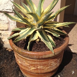 agave Cornelius from Vivero