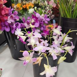 Maple Grove Floral