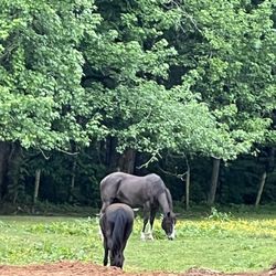 Horseshoe Trails - Horses in pasture when off work