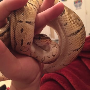 Painted Reptile - This is my bp as a baby! He's almost fully grown now! - Reptile Shops Near Me - Tarzana, California Painted Reptile - This is my bp as a baby! He's almost fully grown now! - Reptile Shops Near Me - Tarzana, California