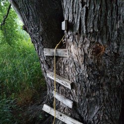 Empire Fields Park - Found a hidden tree house.