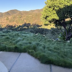 Soils Solutions - CA native no-mow fescue blend