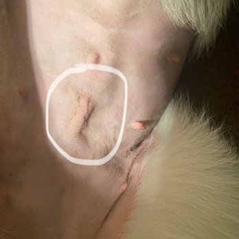 Armstrong Pet Hospital - Spay incision - Veterinarians Near Me - Clovis, California