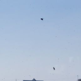 a lot of birds flying in the sky