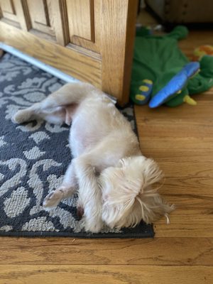 pumpkin puree petsmart