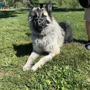 NexGen K9 - Pet Training Near Me - Vallejo, California NexGen K9 - Pet Training Near Me - Vallejo, California