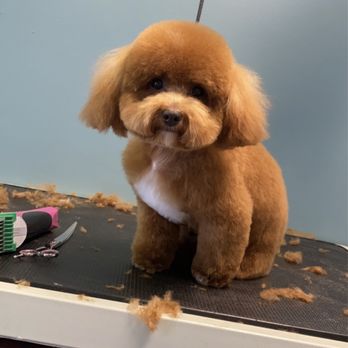 Bark Avenue Grooming - Pet Services Near Me - Moneta, Virginia Bark Avenue Grooming - Pet Services Near Me - Moneta, Virginia