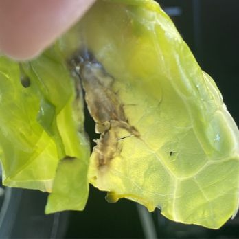 WaBa Grill - Rotting cabbage - Fast Food Near Me - Castaic, California WaBa Grill - Rotting cabbage - Fast Food Near Me - Castaic, California