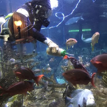 Shedd Aquarium - Aquariums Near Me - Chicago, Illinois