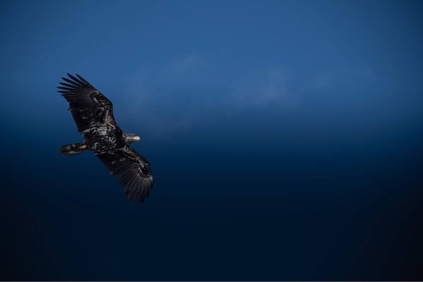 Billy Frank Jr. Nisqually National Wildlife Refuge by null