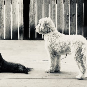 Camp Bow Wow Temecula - Pet Training Near Me - Temecula, California