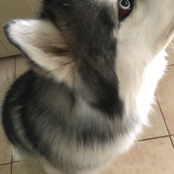Grateful Pets - Niko's bloody and swollen left eye after he received a cut that the groomers never told me about. This took a week and a half to heal!! - Pet Groomers Near Me - Charlotte, North Carolina