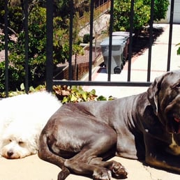 Two well behaved dogs enjoying a little sun bathing together. Thanks K9 Behavior Services.