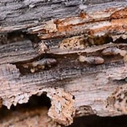 High Desert Termite Co