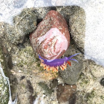 Malibu Lagoon State Beach - A fireback slug - Beaches Near Me - Malibu, California