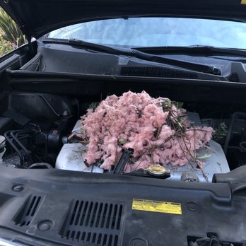 Honorable Rodent Solution - Yikes!!!!!!! Rat nest on my engine Block (Larry removed at no charge even before I agreed to hire him for the entire job!) - Pest Control Near Me