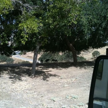 Lake Mcclure & Lake Mcswain - Wild Turkeys in campground. - Campgrounds Near Me - Snelling, California Lake Mcclure & Lake Mcswain - Wild Turkeys in campground. - Campgrounds Near Me - Snelling, California