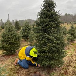 Hanscome's Christmas Tree Farm - Saws available or bring your own!