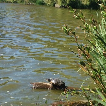 Stanley Park - Yep :) turtle :) - Parks Near Me - Vancouver, British Columbia Stanley Park - Yep :) turtle :) - Parks Near Me - Vancouver, British Columbia