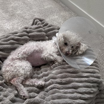ArkVets - Now to rest and recover - Veterinarians Near Me - Avondale, Arizona ArkVets - Now to rest and recover - Veterinarians Near Me - Avondale, Arizona