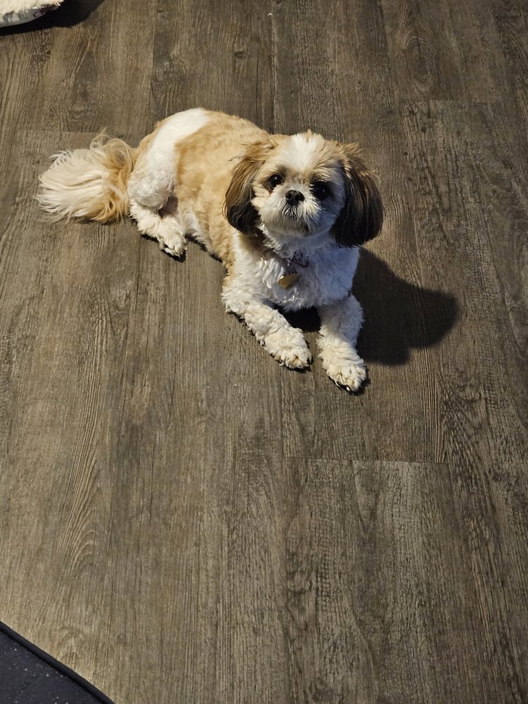 Ace of Pups Image