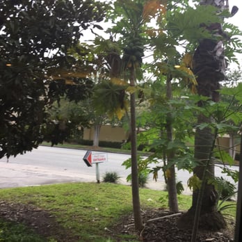 Pho Vinh - They grow their own Papaya trees!! - Vietnamese Near Me - Orlando, Florida Pho Vinh - They grow their own Papaya trees!! - Vietnamese Near Me - Orlando, Florida