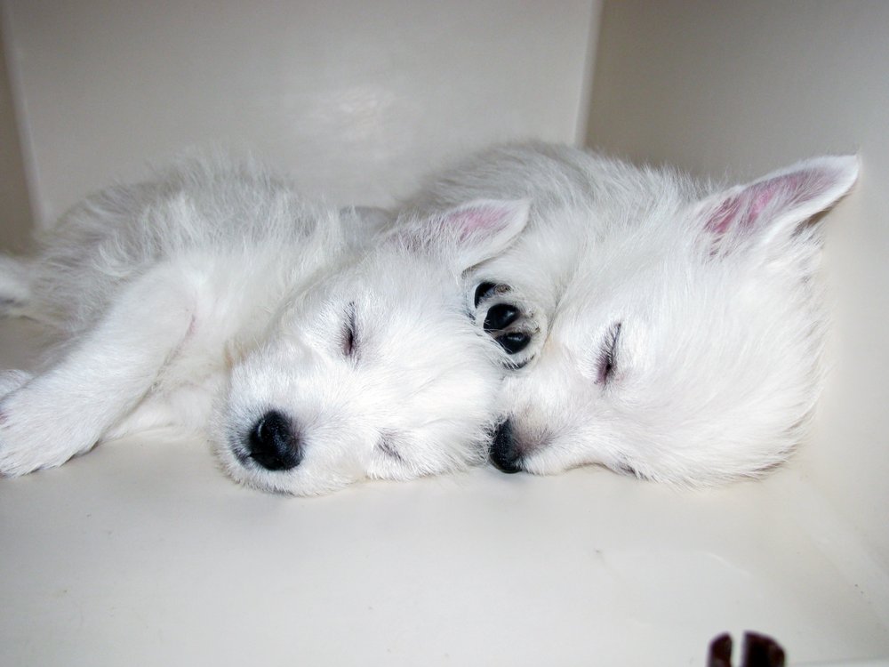 PUPEEZ DOG TRAINING Updated June 2024 Request Consultation 15