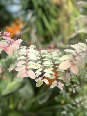 Foellinger-Freimann Botanical Conservatory by null