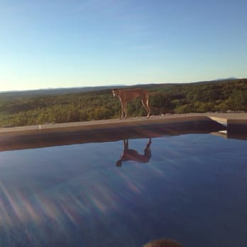 Blue Dolphin Pools & Spas - Even our greyhound loves it - Hot Tub & Pool Near Me - Bedford, New Hampshire