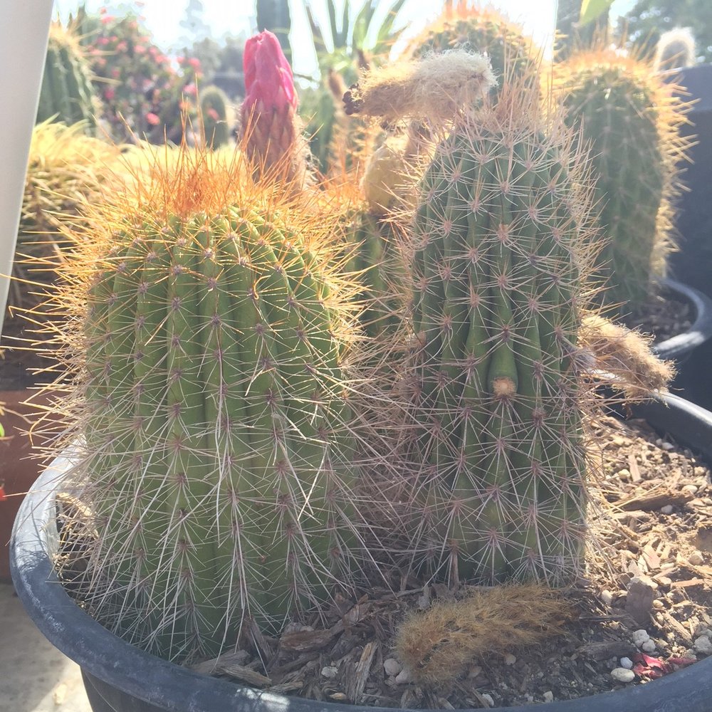 Sal’s Cactus Mart - Nurseries & Gardening Near Me - Fillmore, California Sal’s Cactus Mart - Nurseries & Gardening Near Me - Fillmore, California
