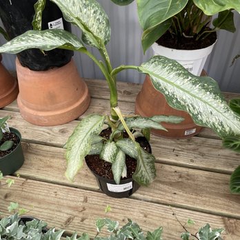 Yamaguchi Bonsai Nursery - Unique dieffenbachia - Nurseries & Gardening Near Me - Los Angeles, California Yamaguchi Bonsai Nursery - Unique dieffenbachia - Nurseries & Gardening Near Me - Los Angeles, California