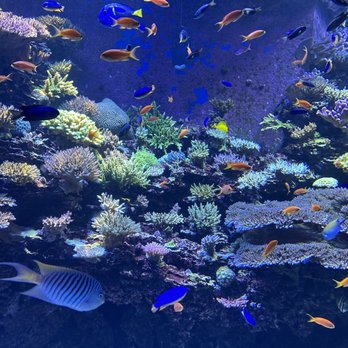 Birch Aquarium - Aquariums Near Me - La Jolla, California