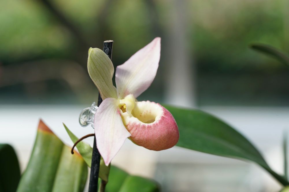 Social spots from Garfield Park Conservatory and Sunken Gardens