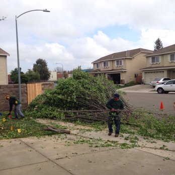 Sierra Valley Tree Service - Tree Services Near Me - Sacramento, California Sierra Valley Tree Service - Tree Services Near Me - Sacramento, California