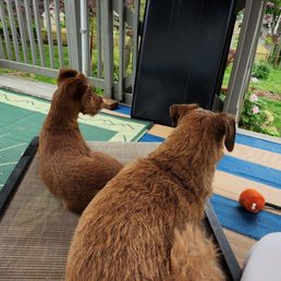 These are my 6 yr old and 14 week old Irish terriers. CAT was TERRIFIC. Trained humans and pets wonderfully & professionally. These are my 6 yr old and 14 week old Irish terriers. CAT was TERRIFIC. Trained humans and pets wonderfully & professionally.