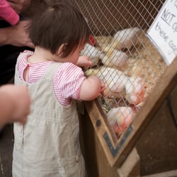 Godstone Farm