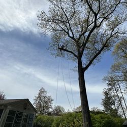 Sikes Tree Service - We can get into areas with our climbers if needed