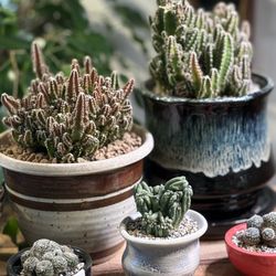 Plant'd - Cacti all potted and ready to go!