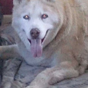 Rowland Animal Clinic - Miss you Buddy..    xo - Veterinarians Near Me - Crest Hill, Illinois