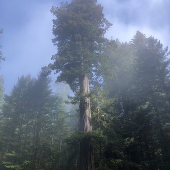 Lady Bird Johnson Grove - The sheer size of these trees!!!! - Hiking Near Me - Orick, California Lady Bird Johnson Grove - The sheer size of these trees!!!! - Hiking Near Me - Orick, California