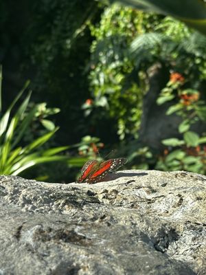 Cockrell Butterfly Center by null