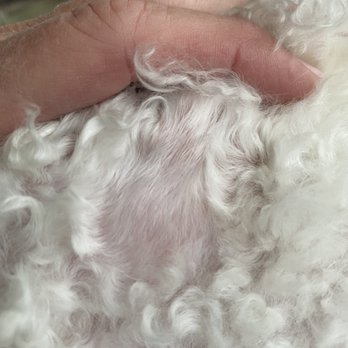 Canine Casa - Bold spots behind ears - Pet Groomers Near Me - Seattle, Washington