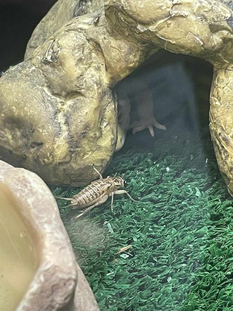 EXOTIC AMPHIBIAN & REPTILE CENTER Updated October 2024 29 Photos