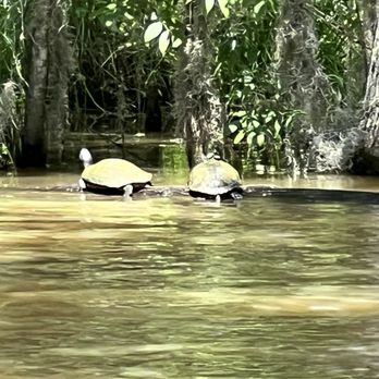 Cajun Encounters Tour Company - A few turtles - Tours Near Me - Slidell, Louisiana