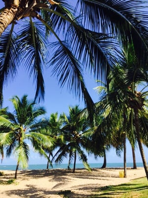 Praia do Forte by null