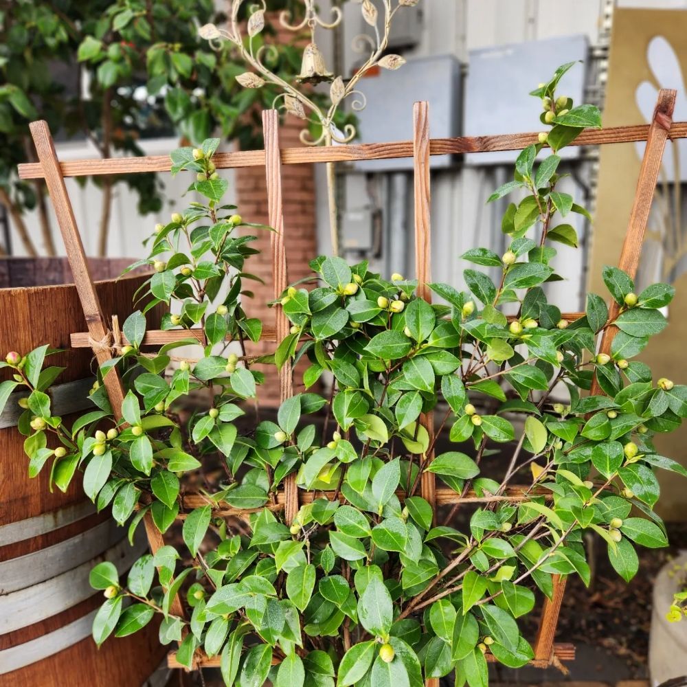 GARDEN ACCENTS Updated September 2024 172 Photos & 35 Reviews 11155 Lena Ave, Gilroy