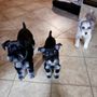 Photo of Talking Dogs Mobile Grooming