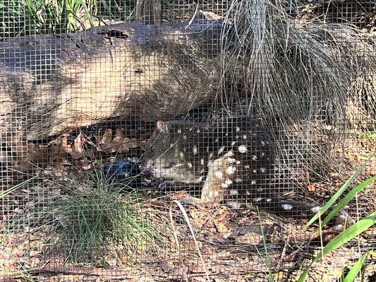 Healesville Sanctuary (Zoos Victoria) by null